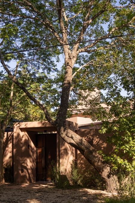 House around the Tree